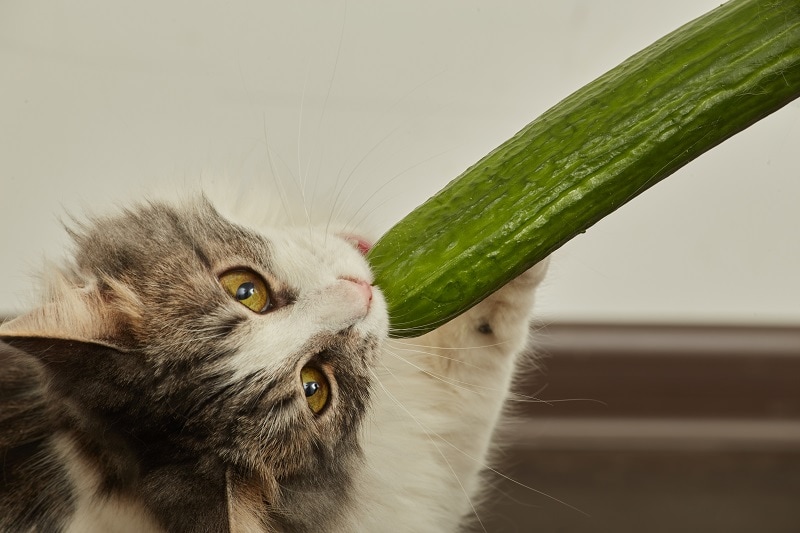 Can Cats Eat Cucumber? What You Need to Know! - Excited Cats