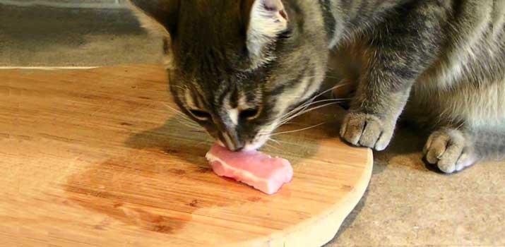 Cats shop eat pork