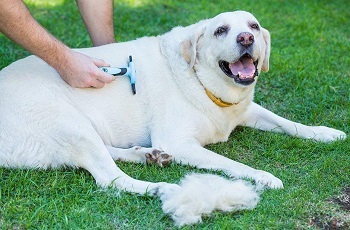 Short hair dog store shedding