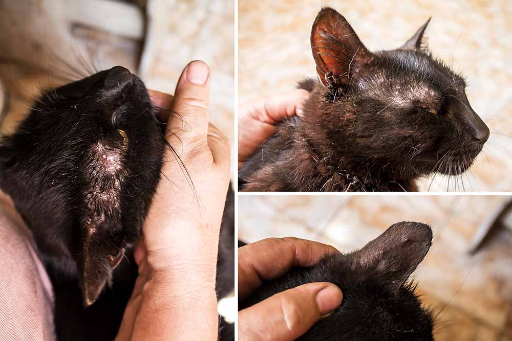 Should I Pick Scabs Off Cats