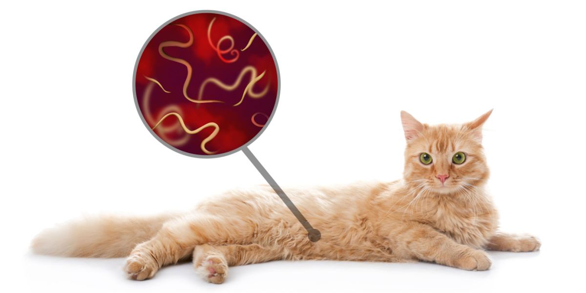 Roundworms in Cats Signs, Causes and TreatmentPuainta®