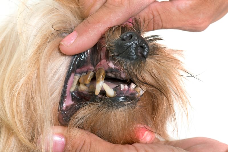 cavities in dogs