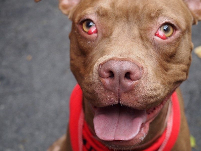 How to Treat Bloodshot Eyes in DogsPuainta®