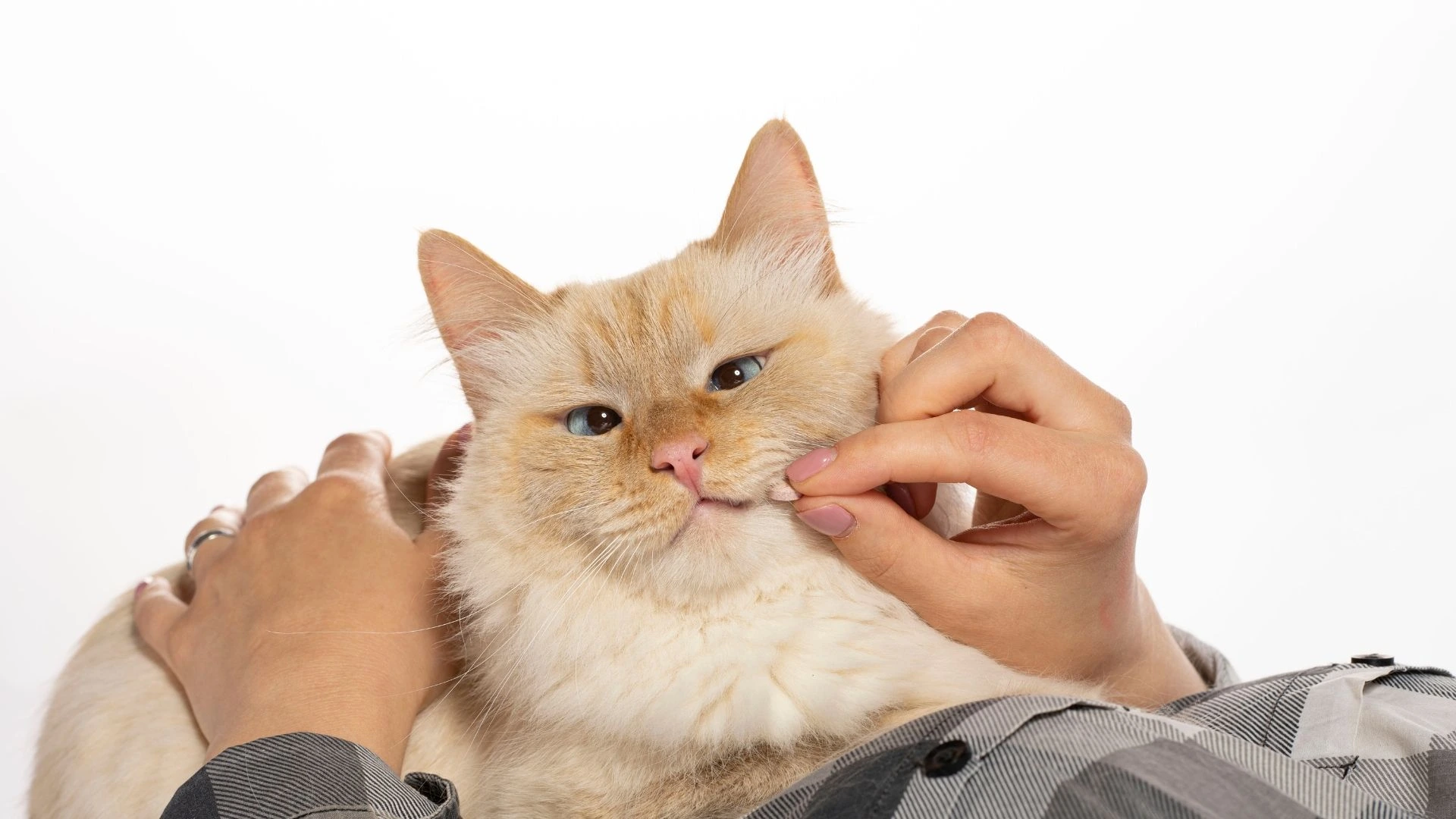 Puainta Do Cats Need Vitamin D