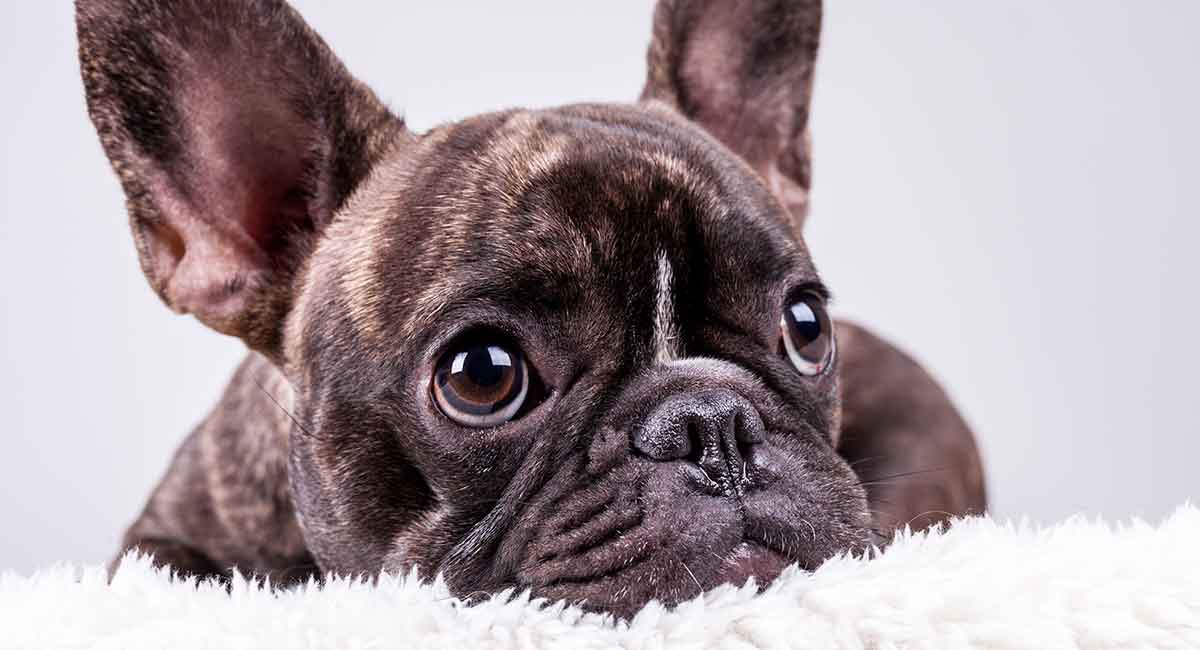 Bad things store about french bulldogs