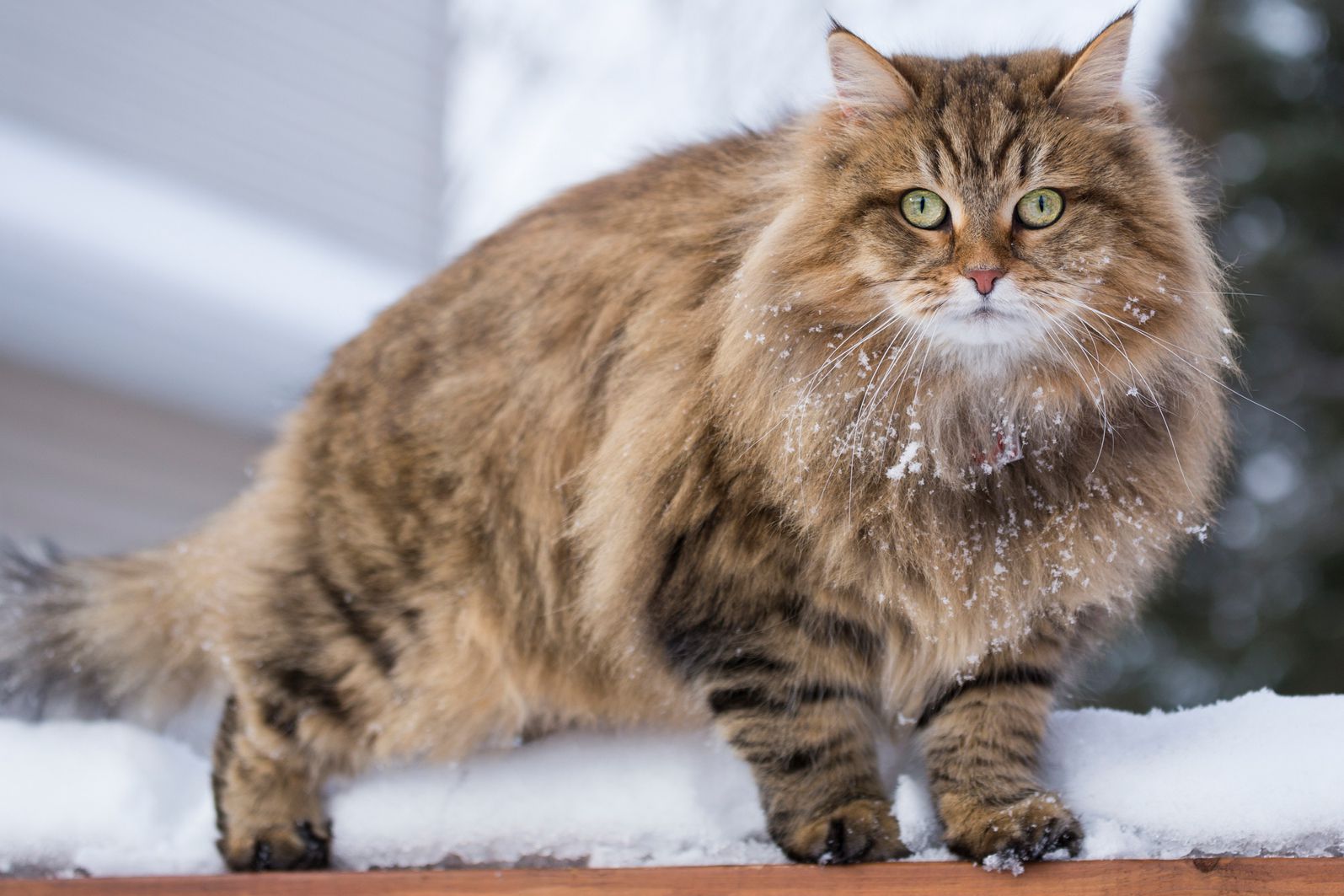 Allergenic best sale siberian cat