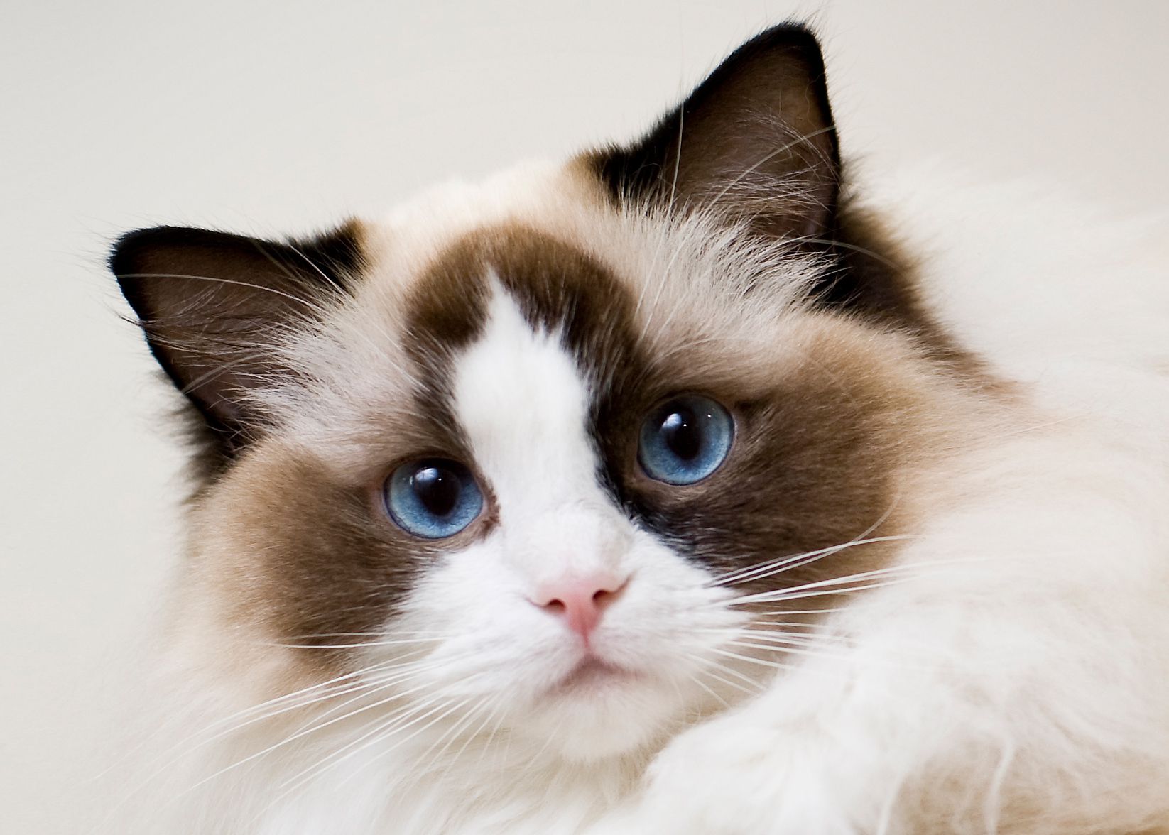 Ragdoll Cat: Perfil da Raça, Características & Cuidados