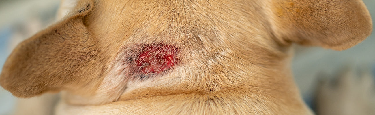 Treating dog hot hotsell spots apple cider vinegar