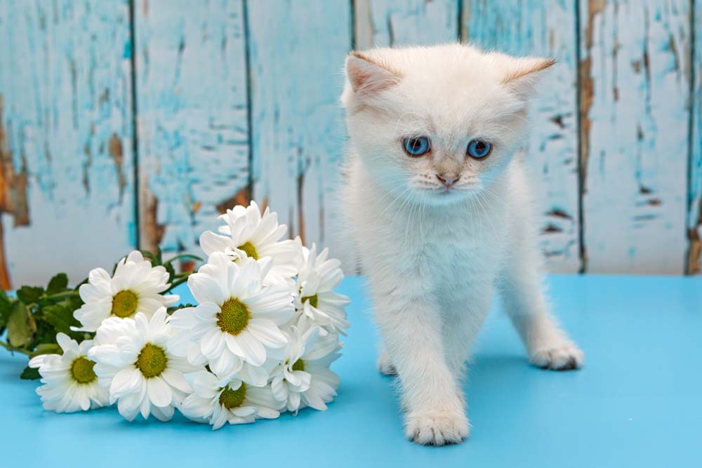 Puainta Are Daisy Toxic to Cats