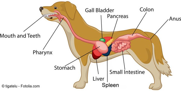 Pancreatitis in Dogs Symptoms Causes Treatment