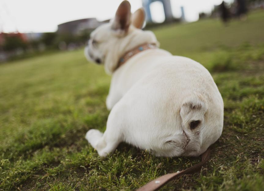 Urethral Prolapse Dog Cause, Symtoms and TreatmentPuainta®