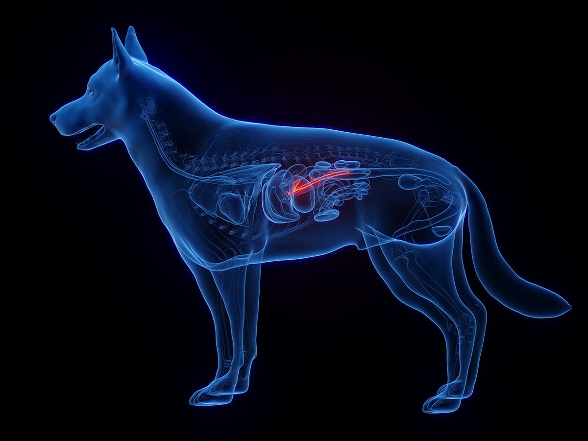 Pancreatitis in Dogs Symptoms, Causes & Treatment