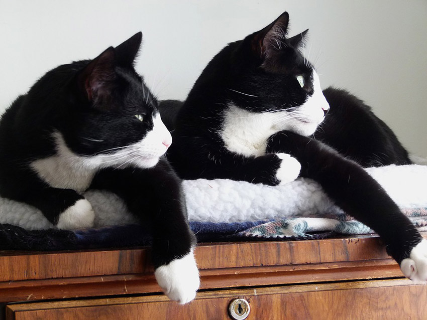 How Long Do Tuxedo Cats Live