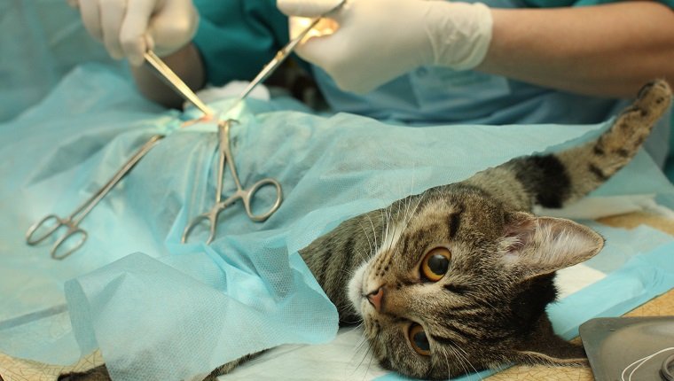 What does neutering do to sale a cat