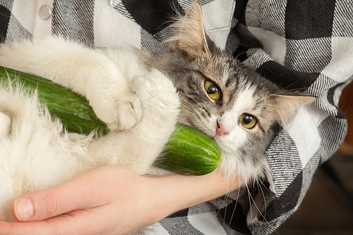 Why Are Cats Afraid of Cucumbers – What You Need To Know! – FAQcats.com