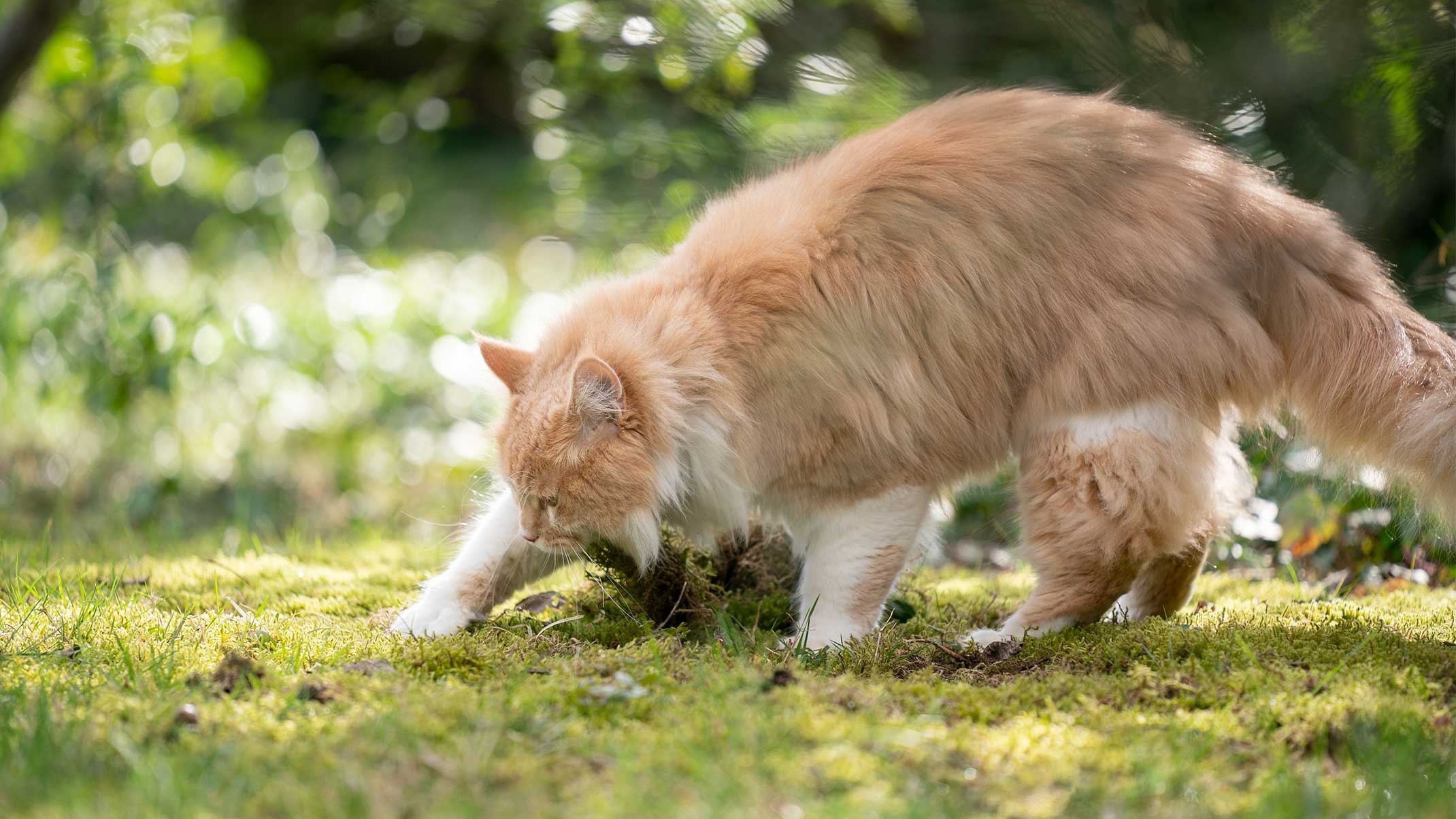 The Fascinating Behavior Why Do Cats Bury Their Poop