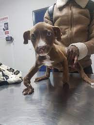 Rickets in Dogs: Causes, Symptoms, and Treatment-Puainta®