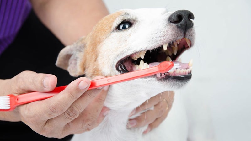 Brush Your Dog’s Teeth 