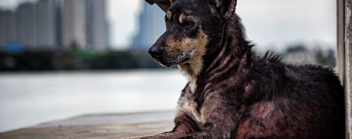 Puainta Can Dogs Get Acne