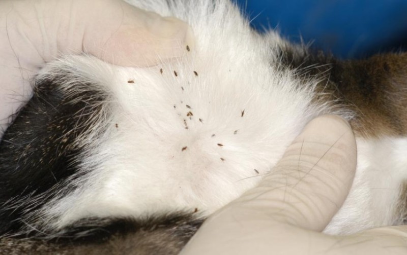 What Do Cat Fleas Look Like Puainta