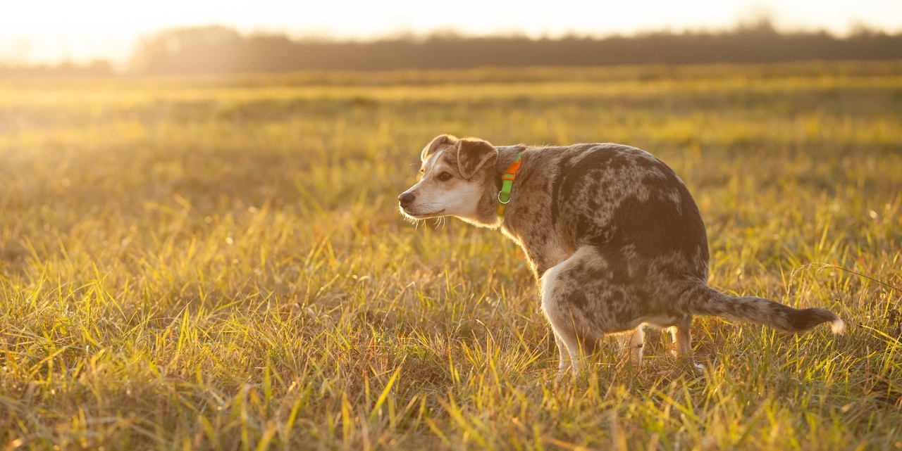 Dog Poop Like Jelly With Blood Home Remedy-puainta®