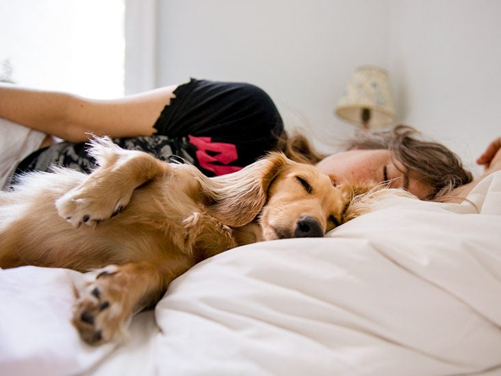 Dog licking 2024 pillows and blankets