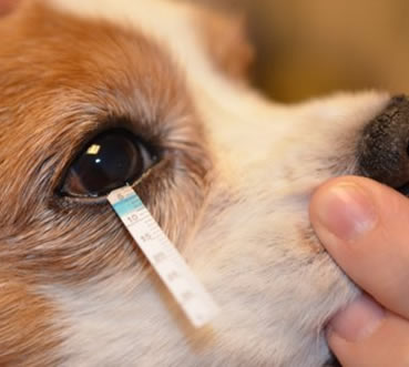 Boric acid for outlet dogs eyes