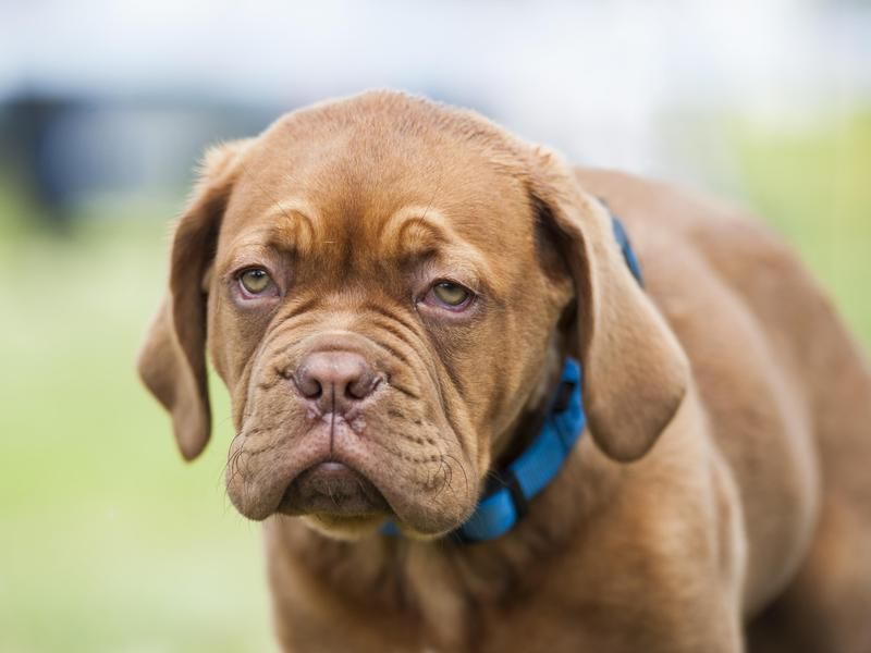 Short hair dogs sales shedding