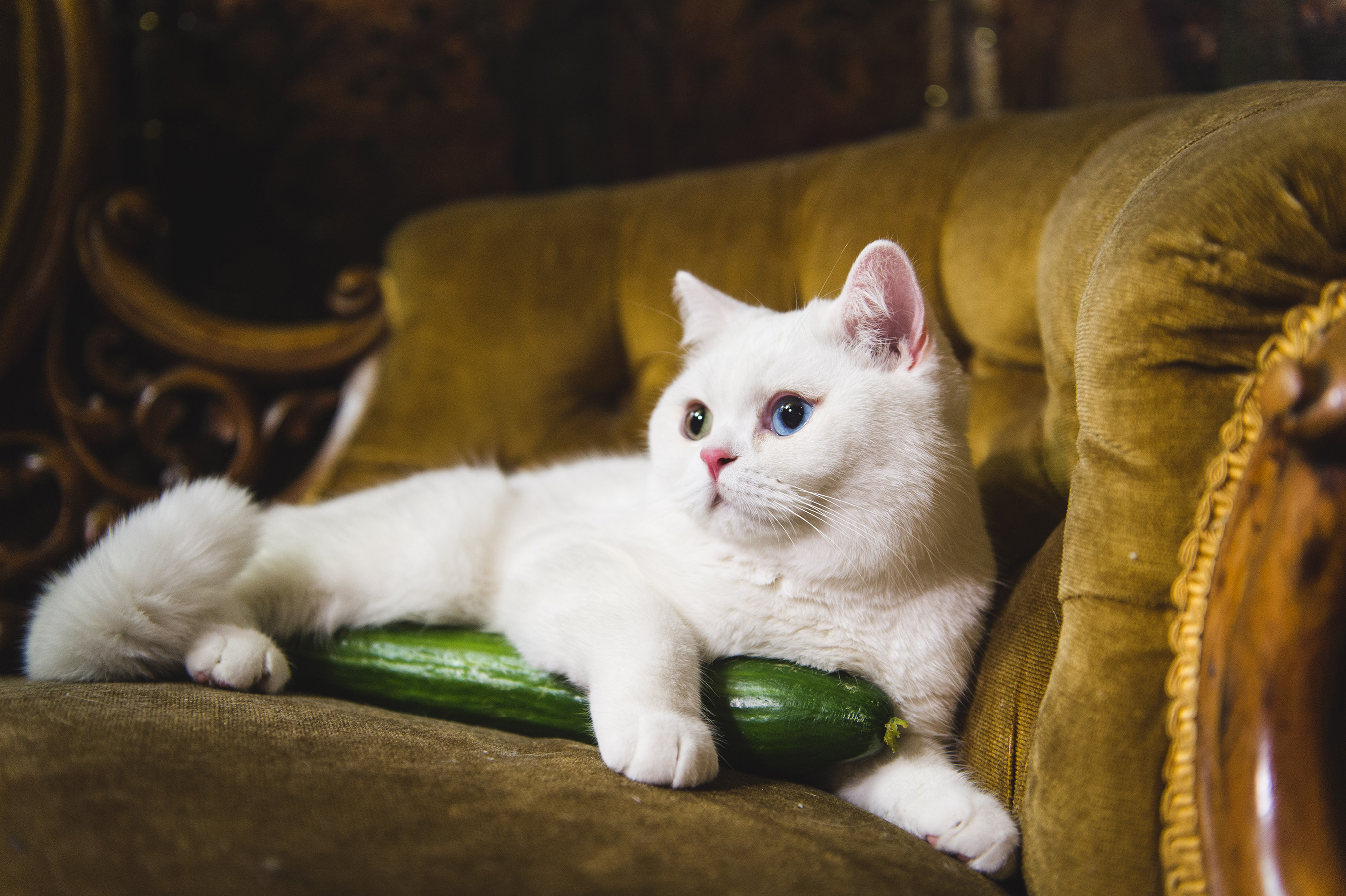 CATS VERSUS CUCUMBERS