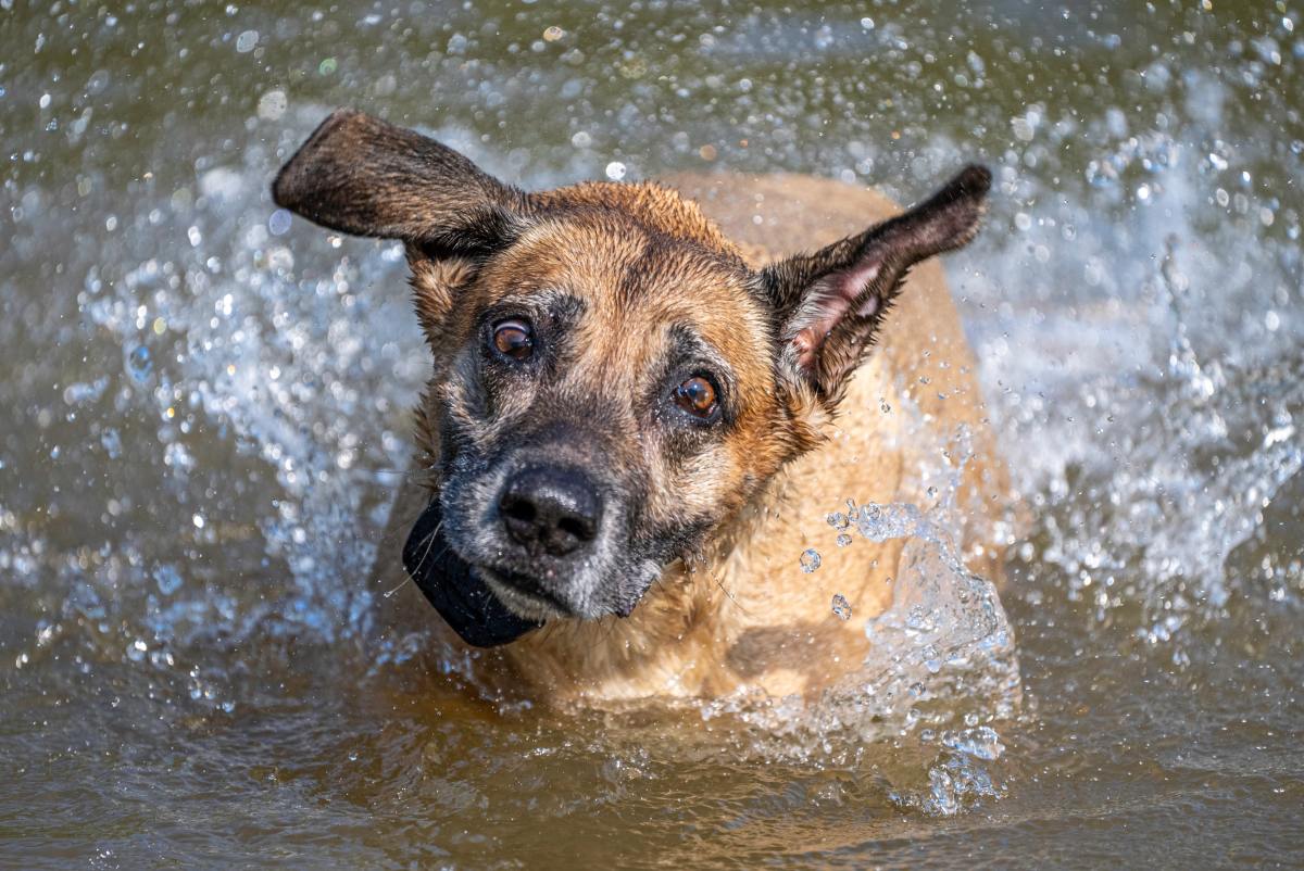 5 Simple Steps to Remove Water From a Dog's Ear