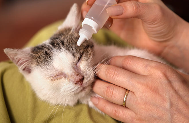 Home remedies for shop a kitten's eye infection