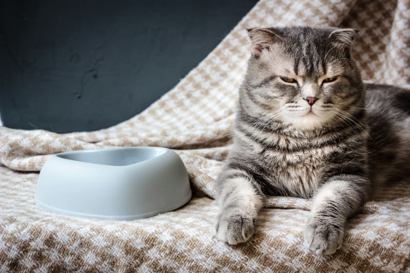 Cat not eating after sales moving house