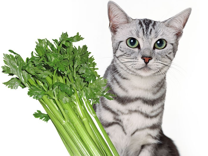 Celery safe 2025 for cats