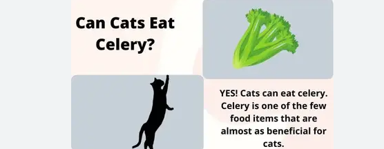 Is celery 2025 safe for cats