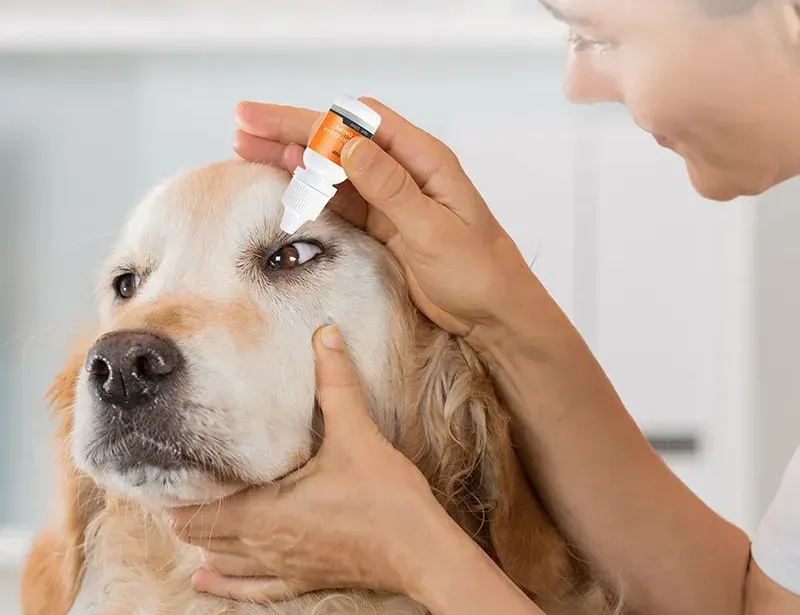 Puainta 2023 The Best Allergy Eye Drops for Dogs/ Cats