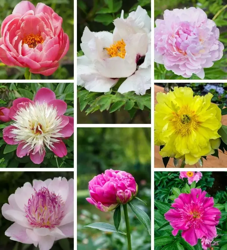 Is peony deals poisonous to dogs