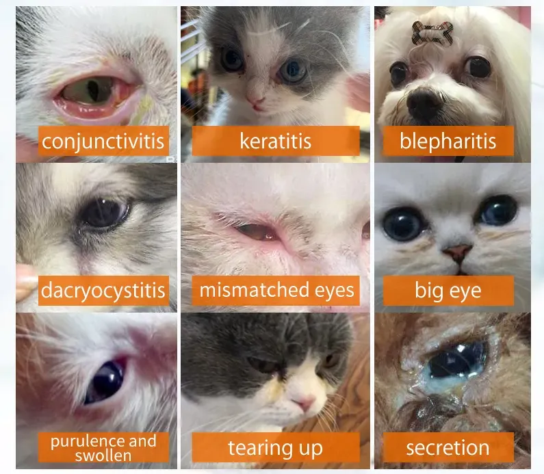 Cat Conjunctivitis  Learn Causes, Symptoms and Treatment