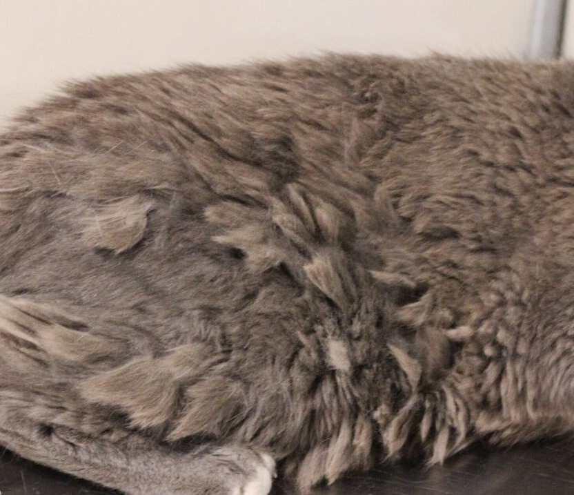 Cat Has Greasy And Matted Fur – Why It Happens! 