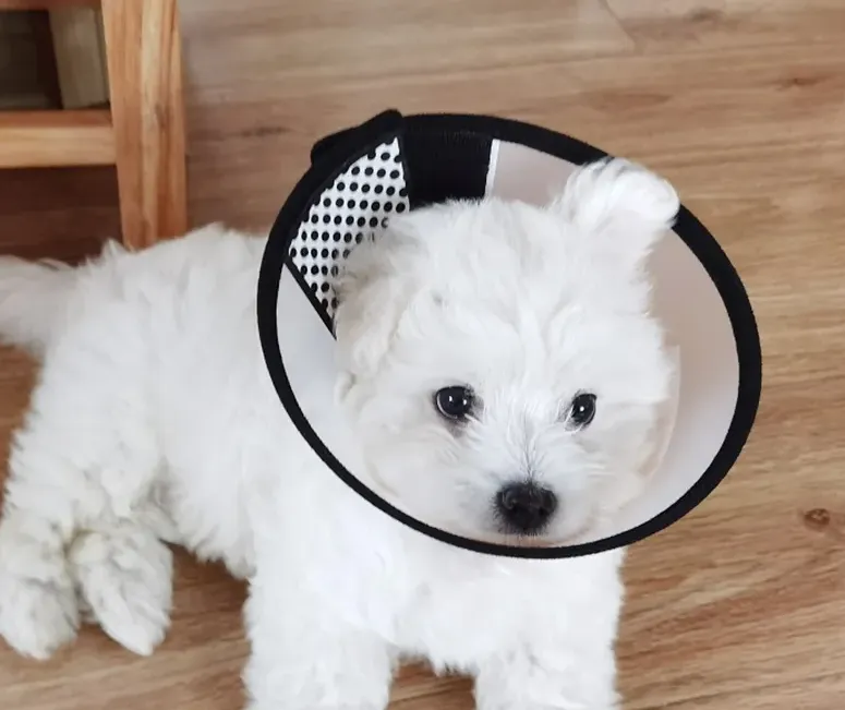 Urethral Prolapse Dog Cause, Symtoms and Treatment