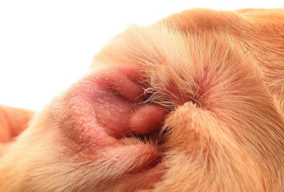 Swollen dog clearance ear home remedy