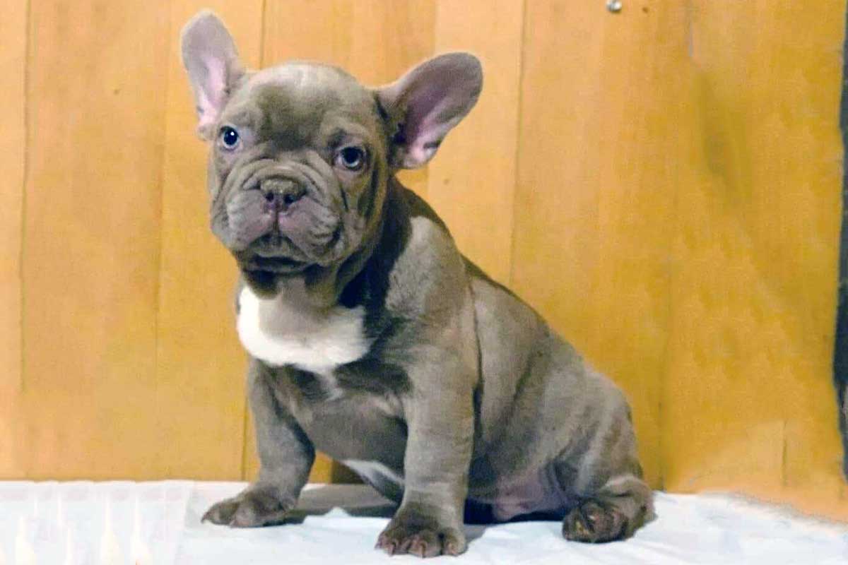 Frenchie hypoallergenic sales