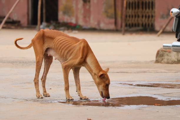 Thin dog outlet