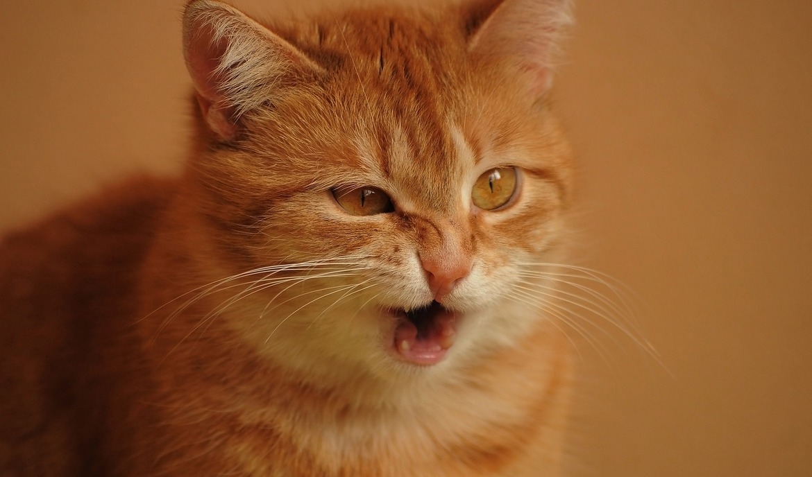 When Feline Meets Quack Exploring Why Cat Coughing Sounds Like a Duck