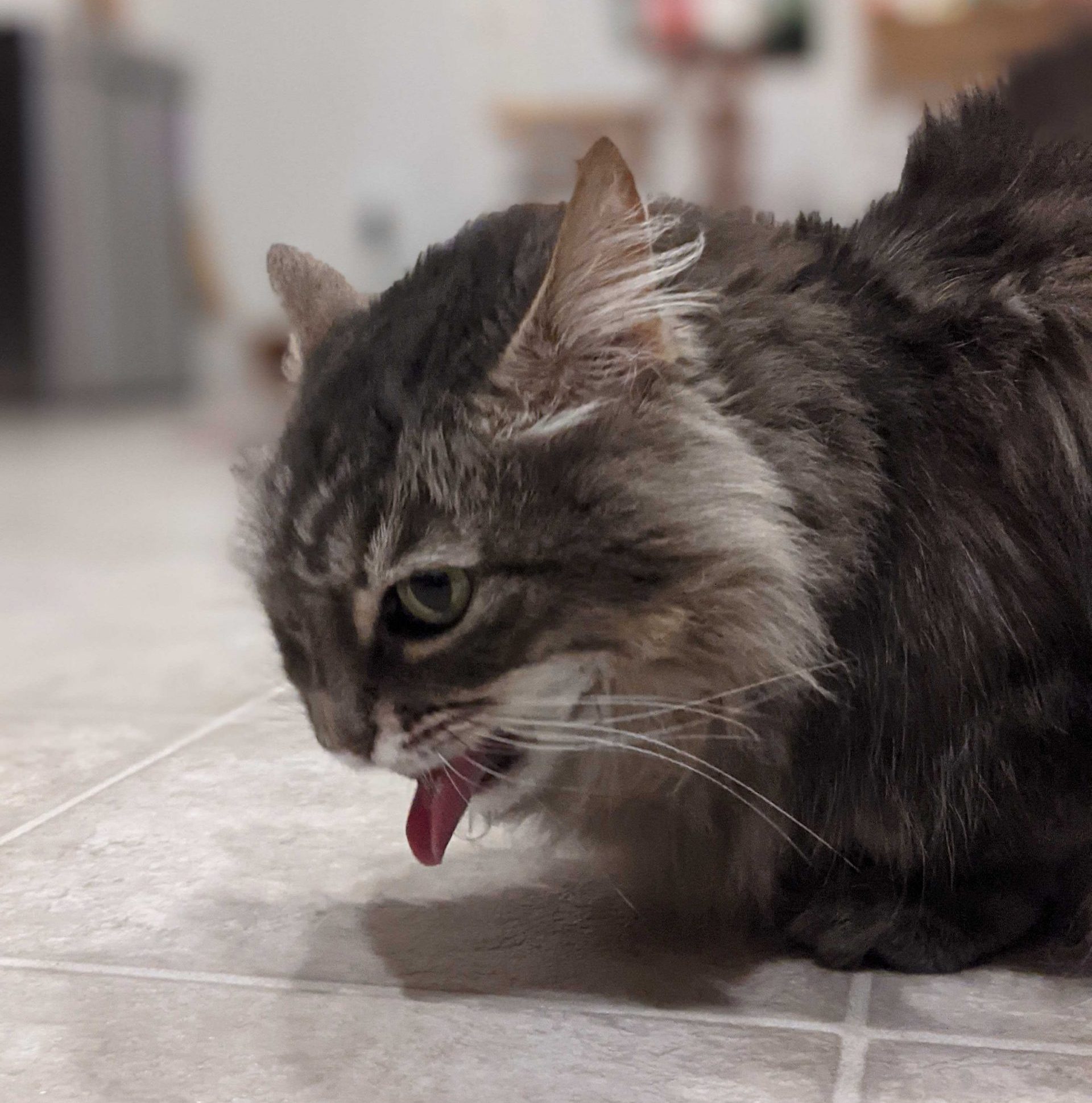 Cat not eating and throwing up clear outlet liquid