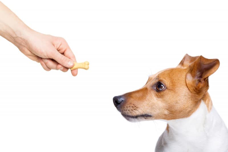 Goldfish crackers hotsell for dogs