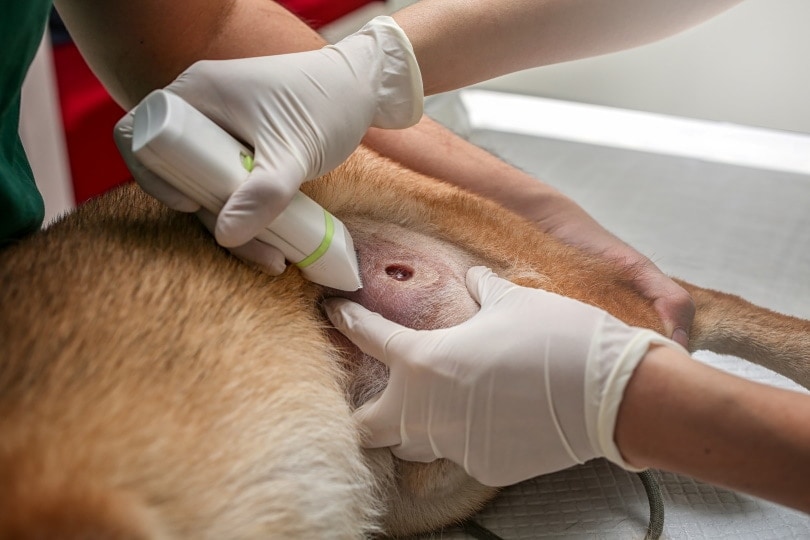 Saline solution clearance dog wound