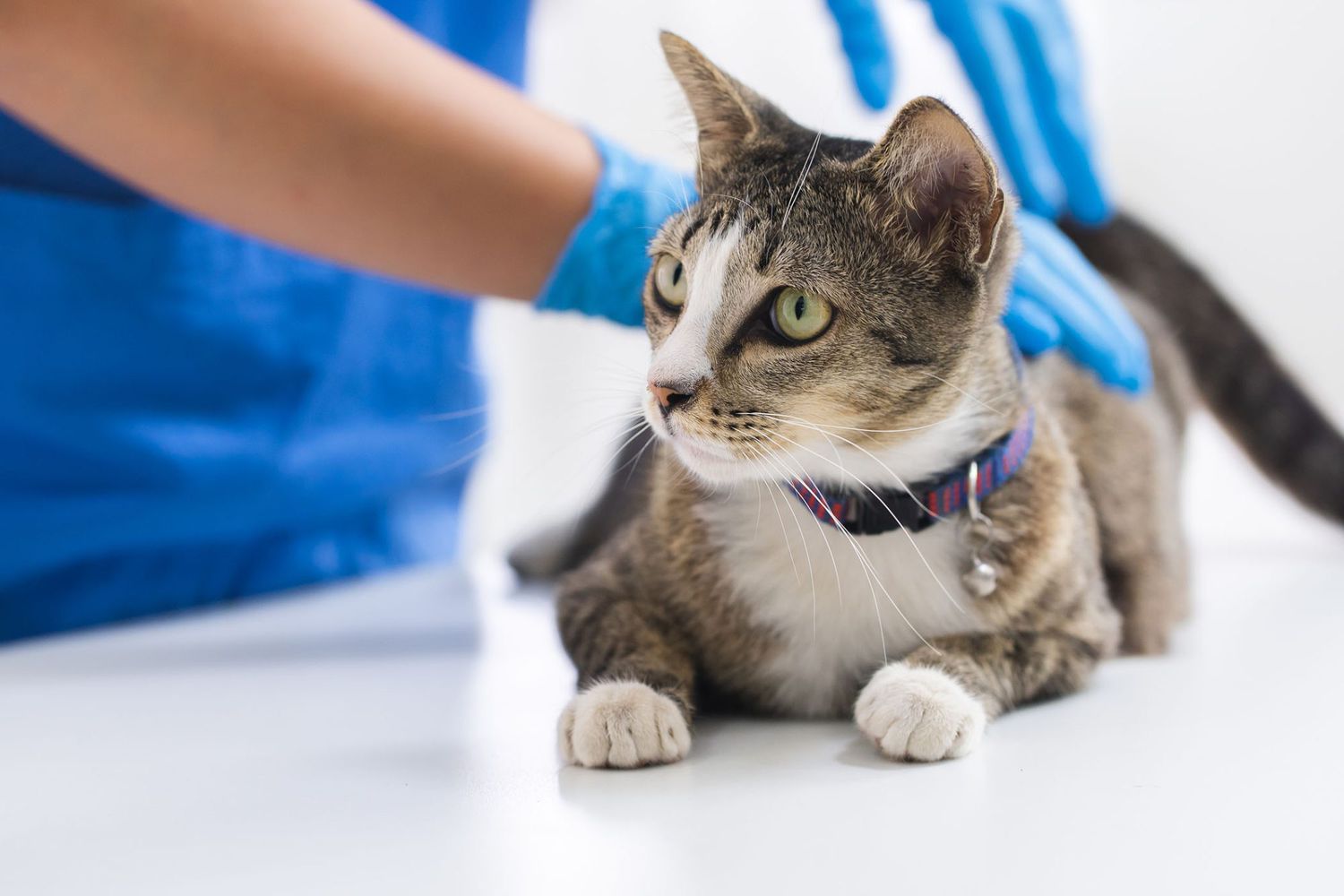 O que acontece na visita anual ao veterinário do seu gato?