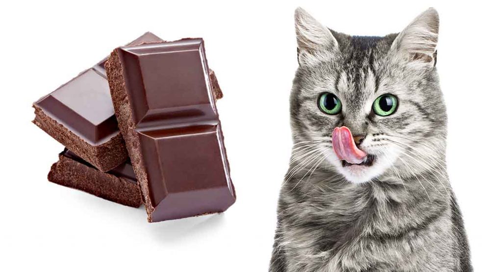 What if a cat eats outlet chocolate