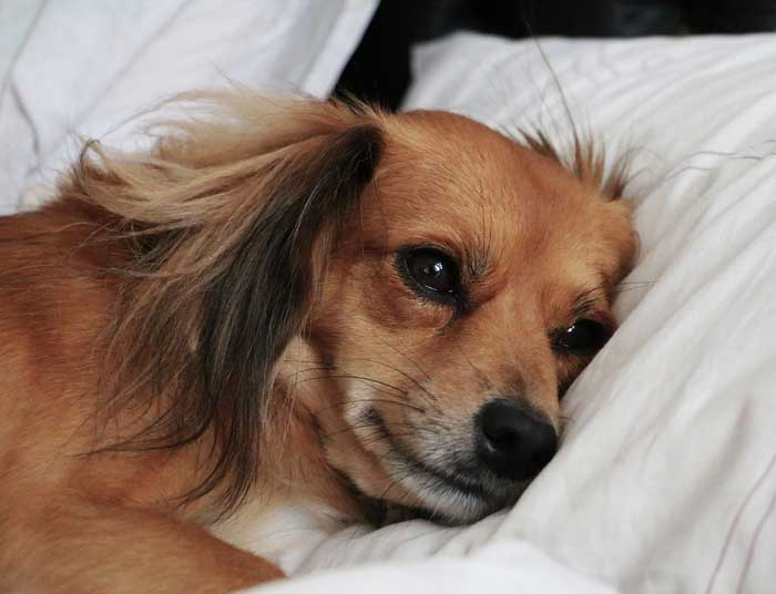 My dog sleeps on my clearance pillow