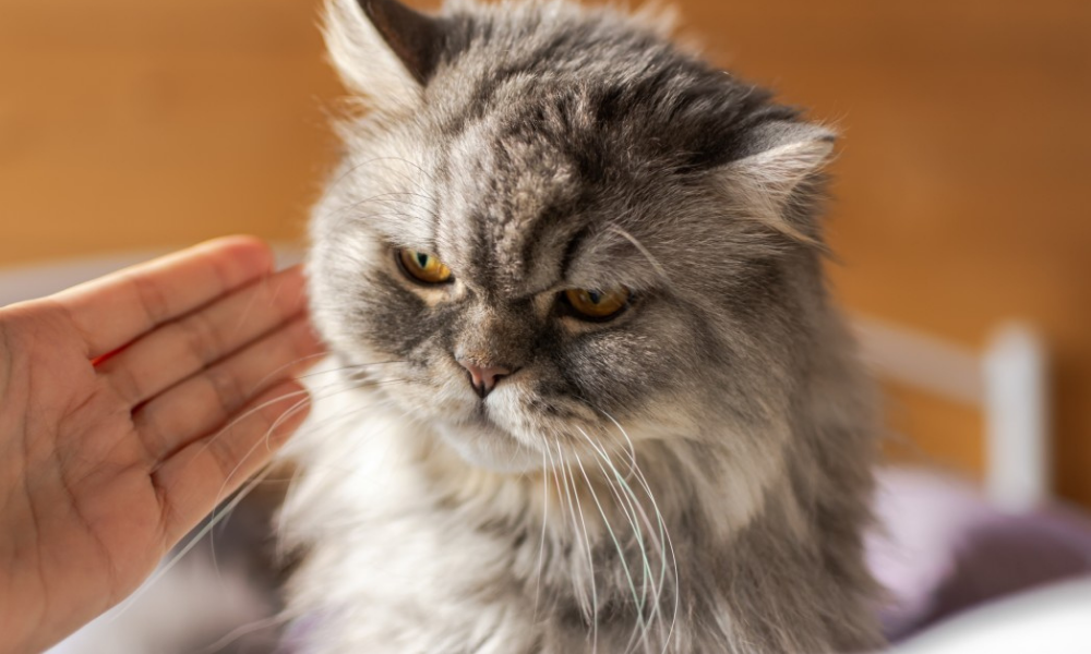 Airplane Ears Cat Decoding The Truth